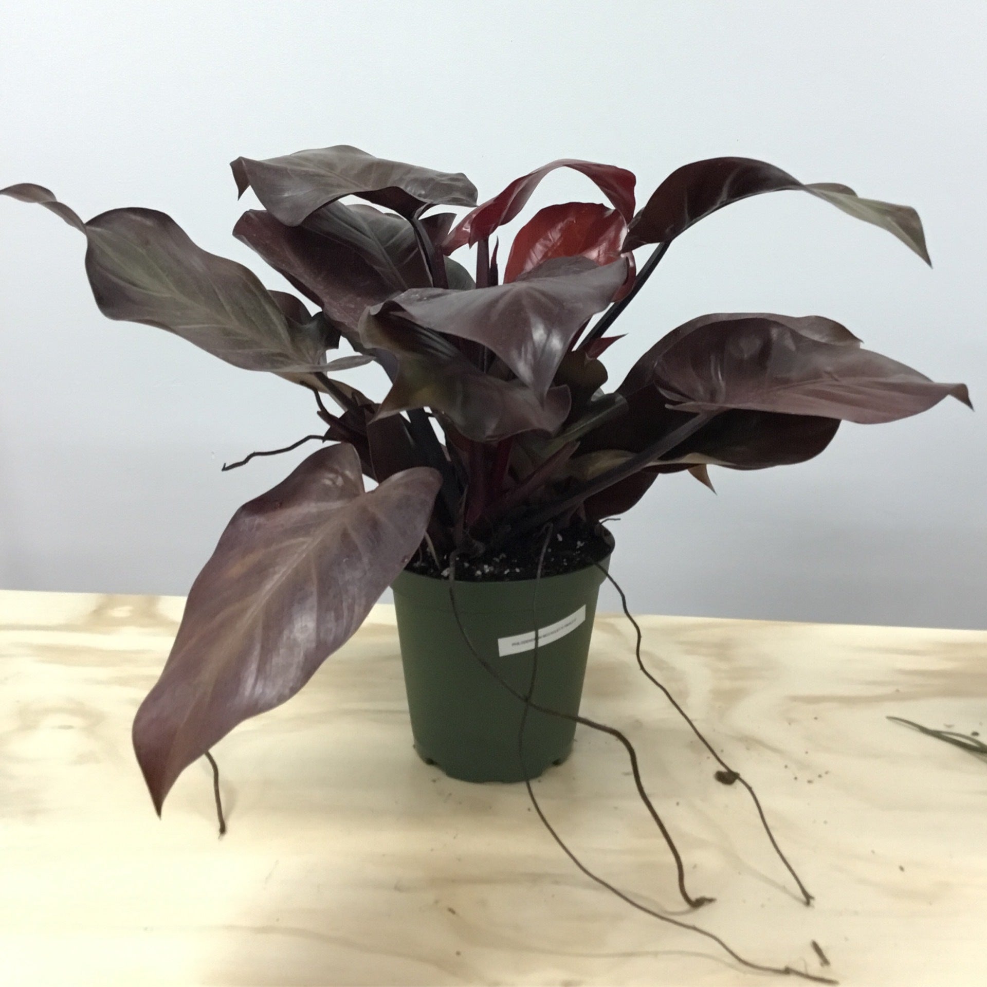Mccolley's finale plant